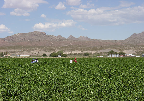 Chili-Ernte nahe Hatch im Süden New Mexicos