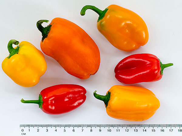 Lunchbox Peppers: Bunt, mild, süß und aromatisch