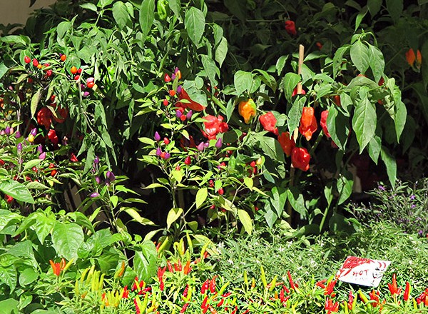 Pflanzenstände zeigen die bunte Vielfalt der Chilis