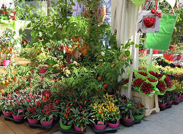 Rieti Cuore Piccante: Chili-Pflanzen für Garten und Fensterbank