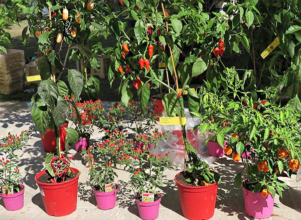 Rieti Cuore Piccante: Chilipflanzen-Paradies