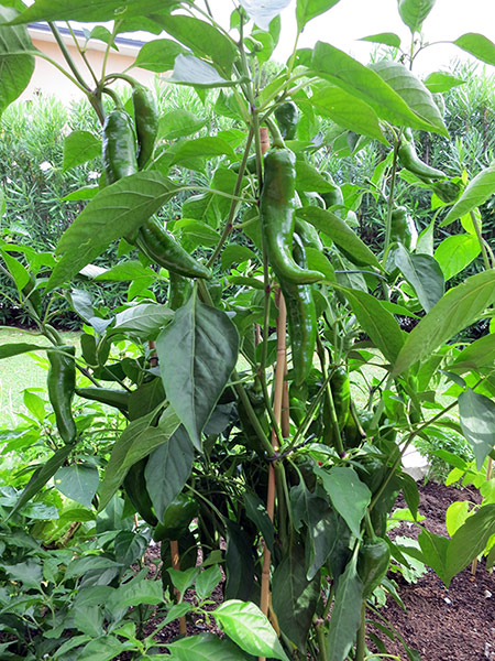 Friggitello in giardino