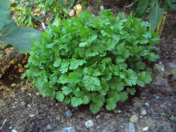 Cilantro (coriandolo) in giardino