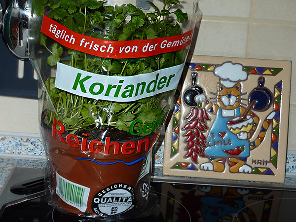 Cilantro (coriandolo) in vaso