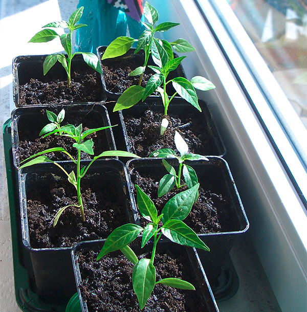 Abhärten der Jungpflanzen am Fenster