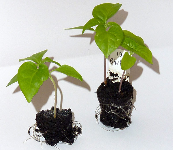 Jungpflanzen mit Wurzeln und zwei Blattpaaren