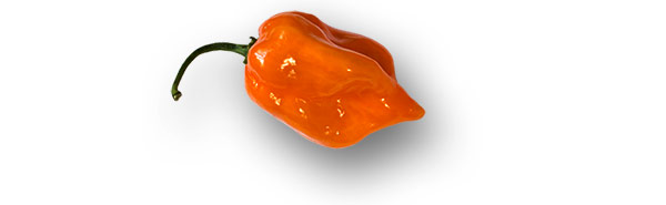 Orange Habanero