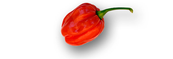 Tropical Red Habanero