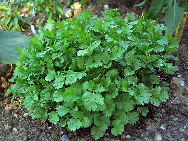 Korianderkraut (Cilantro): Unentbehrlich für asiatische, mexikanische und TexMex-Küche