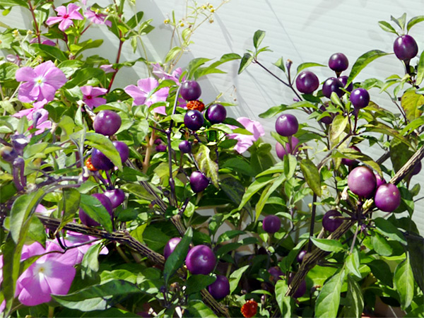 Farbkomposition aus Blumen und Zierchilis