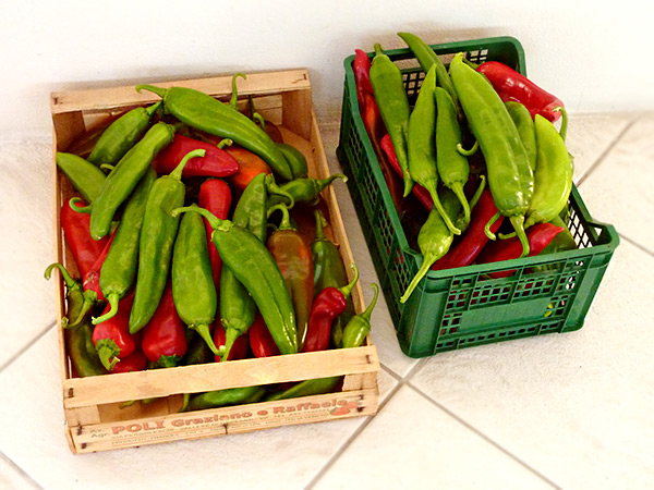 Eigene Ernte: New Mexican Green & Red Chiles