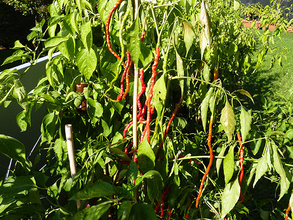 Thunder Mountain Longhorn - ein ungewöhnlicher Chili